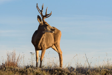 Mule Deer Buck Surveying the Countryside on a Sunny Morning