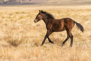 Wild horse (mustang) Running