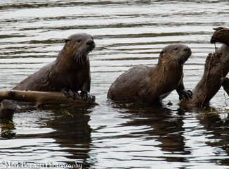 Otter Pair