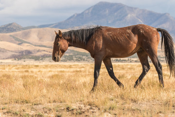 Fototapeta na wymiar Wild horse in the Desert