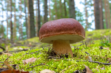 Mushrooms growing in forest.