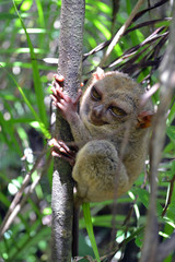 Philippine Tarsier in Cebu, The Philippines. Often considered as the smallest monkey