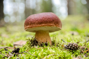Mushrooms growing in forest.