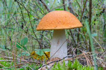 Mushrooms growing in forest.
