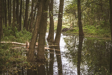 A stream in a forest