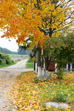 Maple tree in autumn near a road