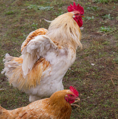 Cock and hen in a yard