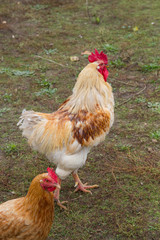Cock and hen in a yard