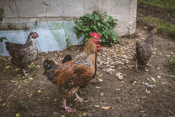 Cock and hens in a yard