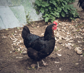 Hen in a yard