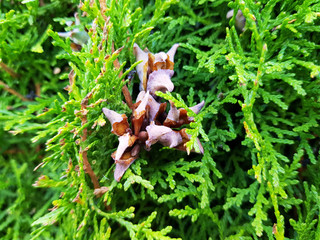 Samen eines Lebensbaums