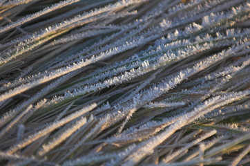 Frost covered grass