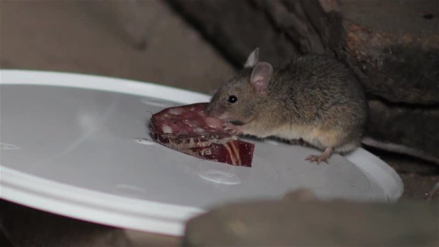 mouse eats sausage/In a warehouse building, the mouse eats sausage with lard