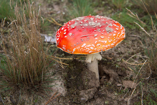 Fly agaric mushroom 