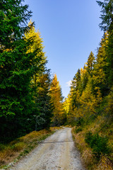 Fototapeta premium Lärchen im Herbst