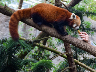 レッサーパンダ　餌やり