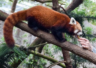 レッサーパンダ　餌やり