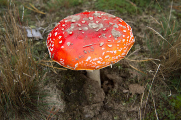 Fly agaric mushroom 