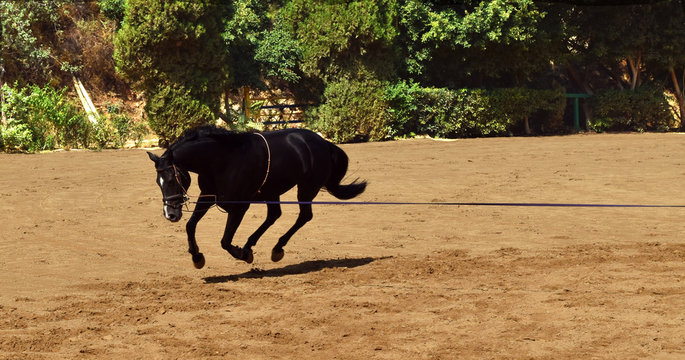Cheval &agrave; l'entrainement:  le galop