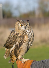 Indian Eagle owl (Bubo bubo) sitting on Falconers gauntlet