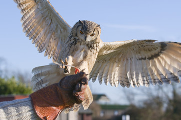 Indian Eagle owl (Bubo bubo) flying onto Falconers fist or gauntlet