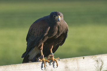 Harris Hawk (parabuteo unicinctus)
