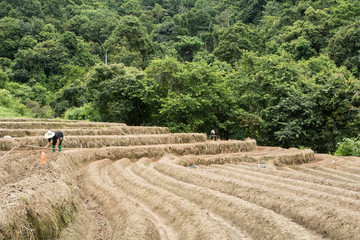 A asian man is farming