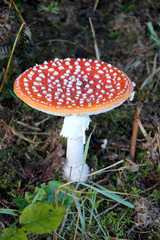 Champignons à chapeau rouge.rouge.