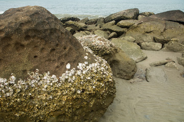 Barnacles on rocks at seashore