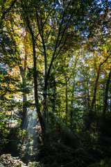 Light shines through the forest