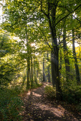 Fototapeta na wymiar Light shines through the forest