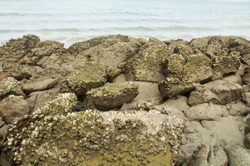 Barnacles on rocks at seashore