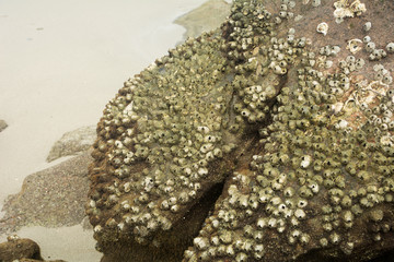Barnacles on rocks at seashore