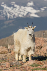 Fototapeta premium Mountain Goat in the High Country