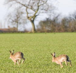 Two brown hares running (Lepus europaeus) © Derek