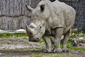 Naklejka premium rhinoceros