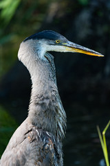 Blue Heron 1