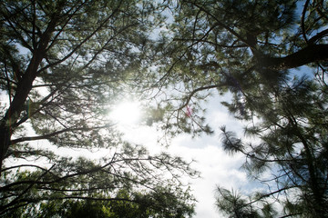 Under pine trees (sunshine background)