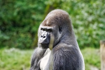Gorilla