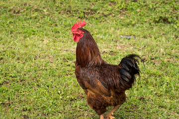 Thai red rooster on green grass