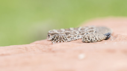 Macro of Wild Baby Prairie Rattlesnake (Crotalus viridis) on Red Rock in Colorado