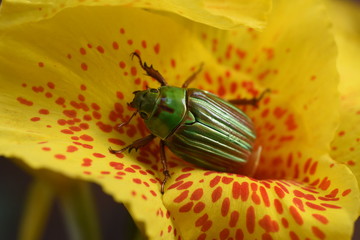 bug