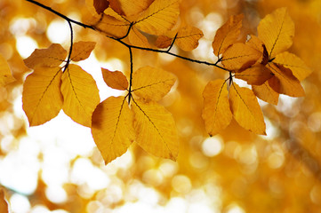  Autumn leaves  background.