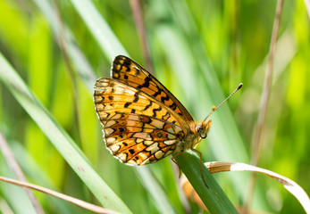 Small pearl-bordered fritillary (Boloria selene) Spain