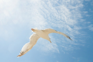 Bird Albatross is flying in the blue sky with white clouds