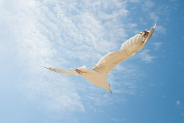 Bird Albatross is flying in the blue sky with white clouds