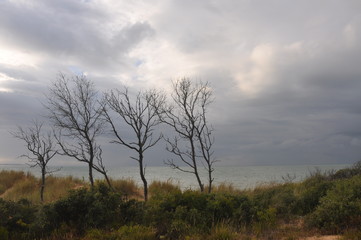 Fototapeta na wymiar arbres avec ciel orageux