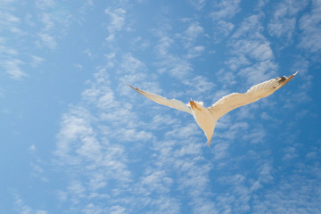 Bird Albatross is flying in the blue sky with white clouds
