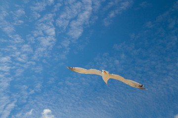 Bird Albatross is flying in the blue sky with white clouds