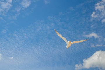 Bird Albatross is flying in the blue sky with white clouds
